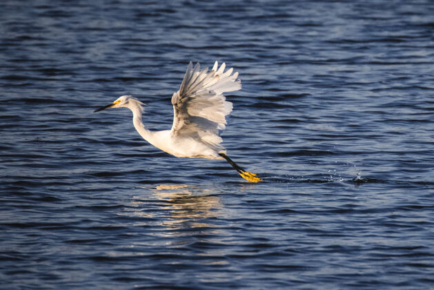 白鹭白天在水上的白鸟鸟动物鹤鸟