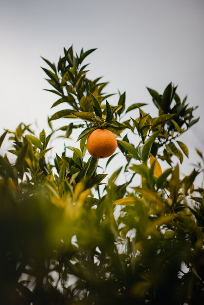 农产品绿色植物上的橙色果实水果食物葡萄柚