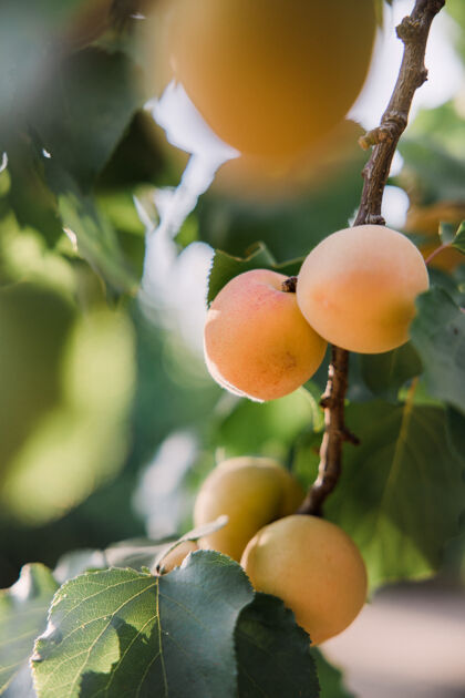 食物树枝上有桔子柿子农产品杏子