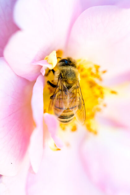 蜜蜂黄色和黑色的蜜蜂无脊椎动物小大