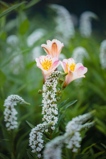 自然粉色和白色的花在倾斜移位镜头花花花粉