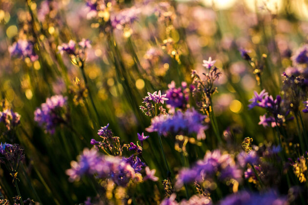 黄金时刻紫色花瓣的特写薰衣草波基细节