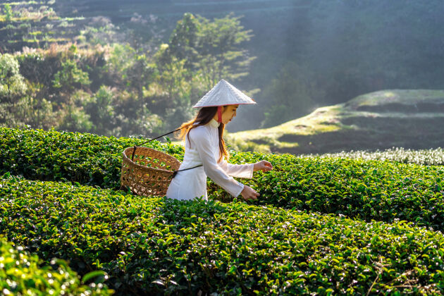种植园穿着越南传统文化的亚洲女人在绿茶地里服装文化茶