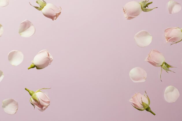 季节平铺的粉色春玫瑰 有复制空间俯视图春天平面