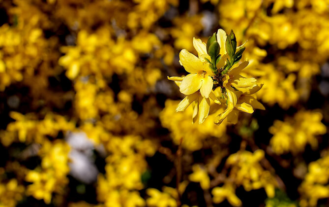 自然黄色花瓣的花春天焦点雏菊