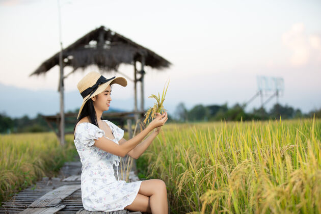 大米美丽的亚洲女人在稻田里尽情享受手乐趣自然