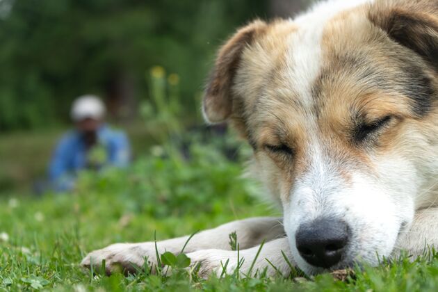 血统白色喜马拉雅犬在自然环境中闭眼休息毛茸茸的休息动物