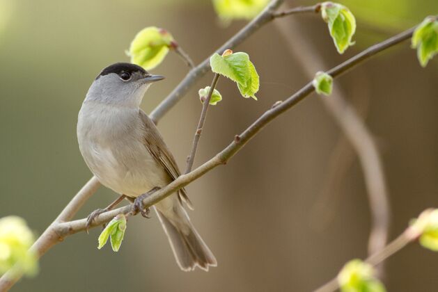 野生动物一只灰雀坐在树枝上的特写镜头羽毛自然鸟