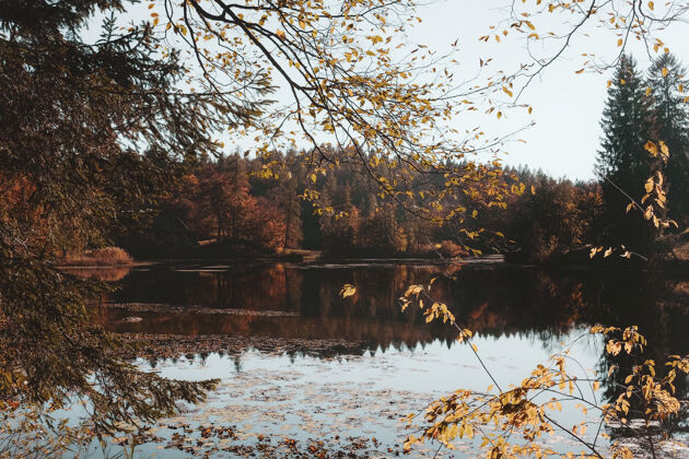 秋天水体旁的棕色树叶的树意大利池塘花
