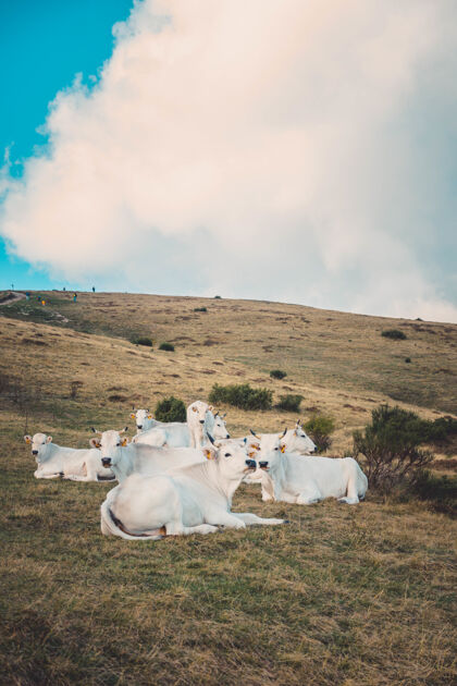 农村在多云的天空下 白色奶牛在草地上休息的垂直镜头牛农业哺乳动物