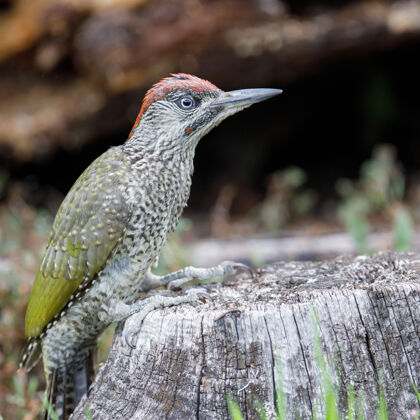 鲈鱼公园里一只啄木鸟栖息在木头上的特写镜头鸟类学喙树