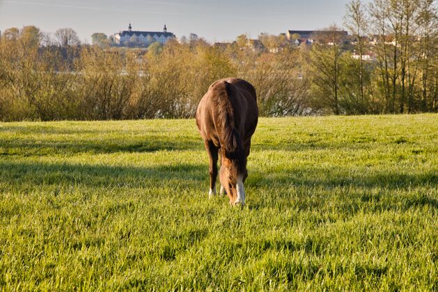 草地马在德国普隆城堡的绿色草地上吃草乡村放牧农场