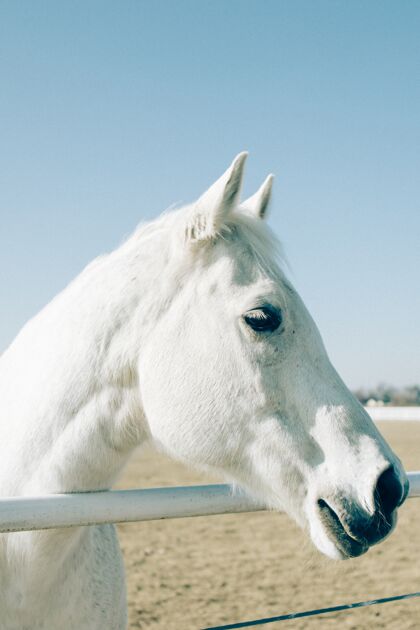 土地垂直拍摄的白色美丽的马站在靠近一个牧场的金属栏杆公园特写马