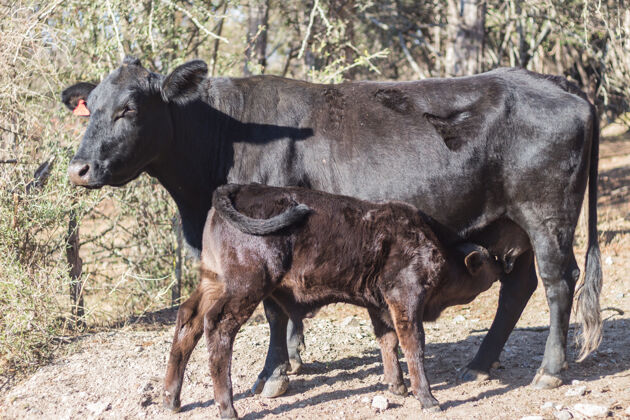 动物阿根廷乡村的布兰格斯奶牛和小牛安格斯吮吸牧场