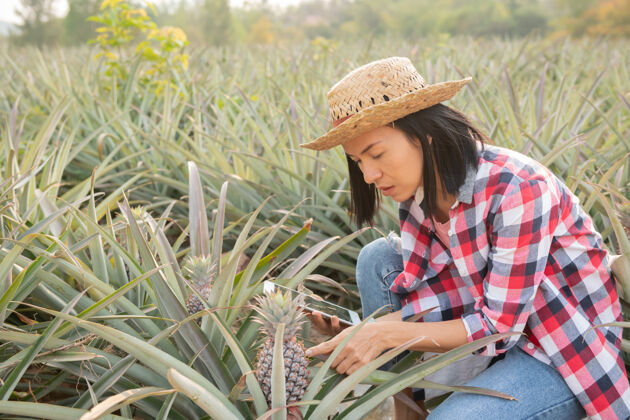 食物亚洲女农民在农场看到菠萝生长农业产业 农业经营理念女性健康树叶