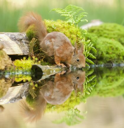 毛茸茸的一只红松鼠在水面附近的特写镜头 可以看到它的倒影白天公园动物