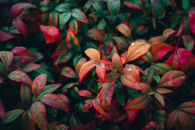 四季花园里五颜六色的秋叶特写镜头森林树木秋天