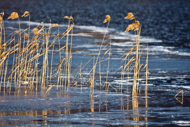 表面干草和芦苇的特写镜头在模糊的河流上随风飘扬流湖泊模糊