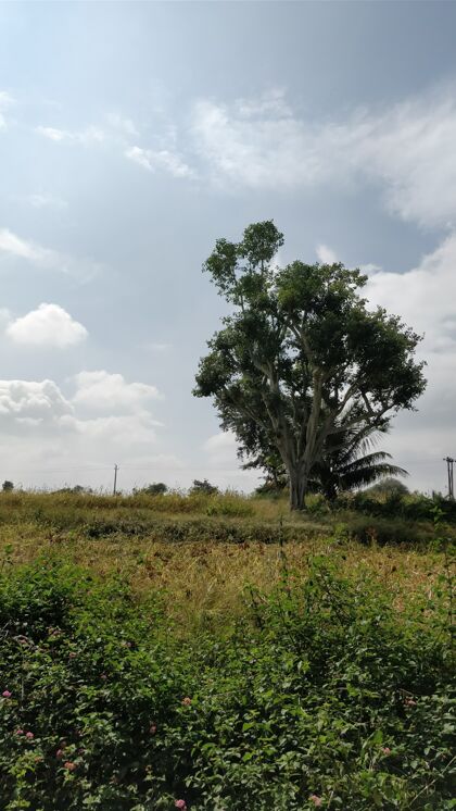 环境在白天的阳光和多云的天空下 一片绿树成荫的田野的垂直镜头树土地草地