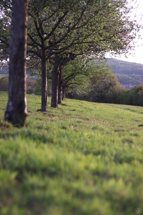 田野垂直拍摄一排绿草环绕的树阳光惊人奇迹