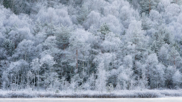 海洋冬天的风景 寒冷的十一月早晨 白霜覆盖的树木寂静静谧平静