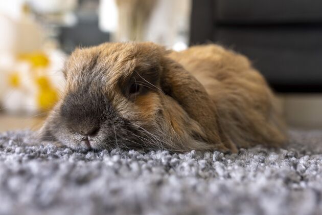 动物可爱的兔子躺在地毯上宠物狗在家