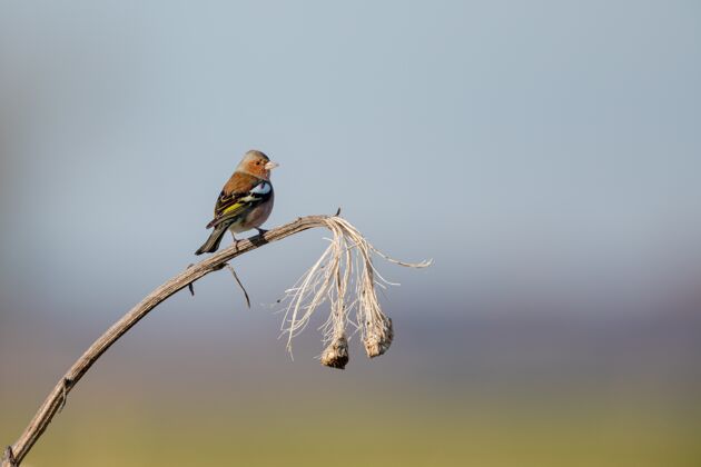 栖息一只山雀栖息在干燥植物上的特写镜头鸟树枝明亮