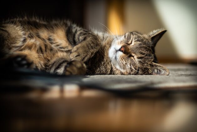 爪子可爱的猫躺在家里的地板上蓬松猫休息