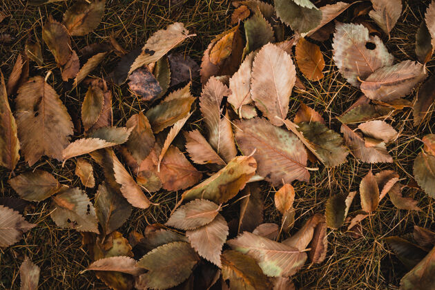 背景棕色树叶的俯视图公园花园树叶