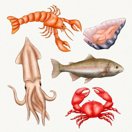 绘画水彩海洋生物收藏海洋包装套装