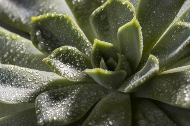 植物美丽的绿色植物特写镜头植物学蔬菜自然