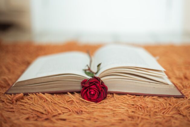 古老红玫瑰在一本打开的书里面快乐阅读放松