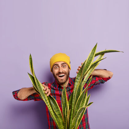 花卉积极的欧洲男人留着胡茬 看透了桑塞维利亚或蛇形植物 戴着黄色帽子和格子衬衫 在紫色背景下摆姿势植物满意复制空间