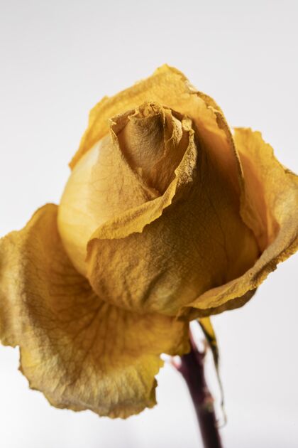 宏观美丽的黄玫瑰特写镜头植物植物学蔬菜