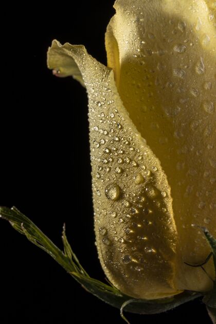 开花美丽的黄玫瑰植物开花特写