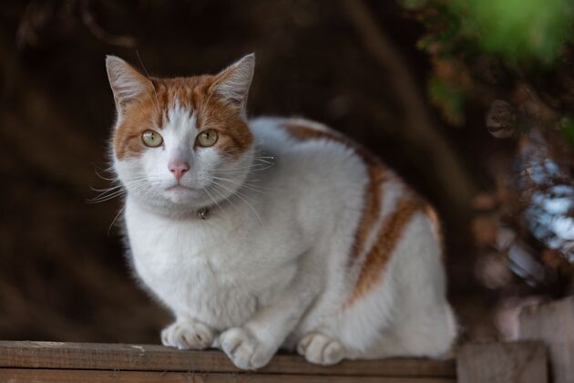 看特写镜头一只白色和橙色的猫看在一个直线方向毛茸茸的猫视图