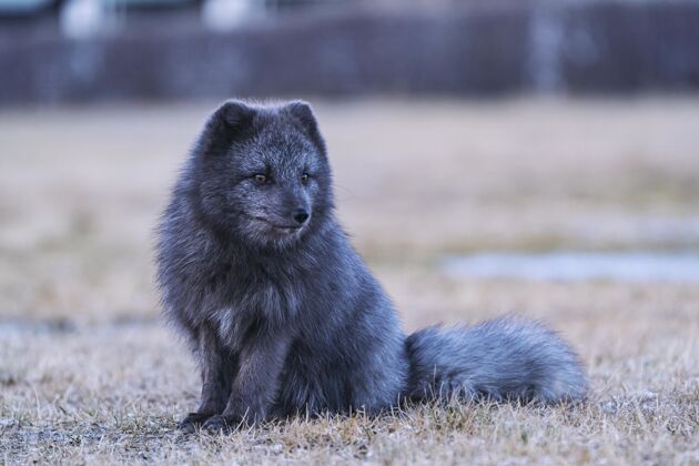狐狸白天 黑灰色的狐狸在棕色的草地上冬天寒冷动物