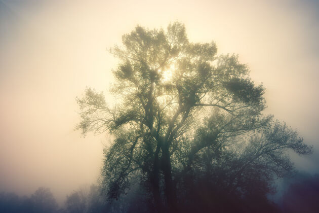 户外白天绿树成荫雾天气自然