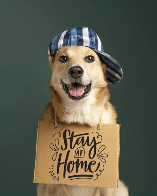 帽子可爱的狗拿着帽子横幅狗家庭垂直