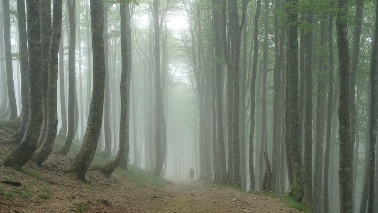 影子穿过一片被树木和雾气覆盖的森林的人秋天景观自然