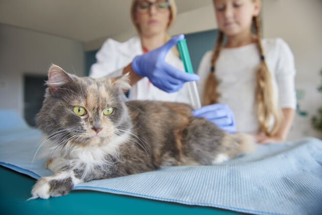 诊所医生给病猫打针主人动物护理