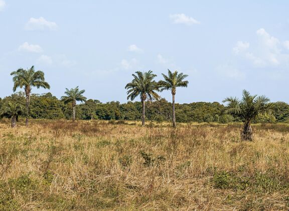 远景非洲自然风光与植被景观复制空间户外全景