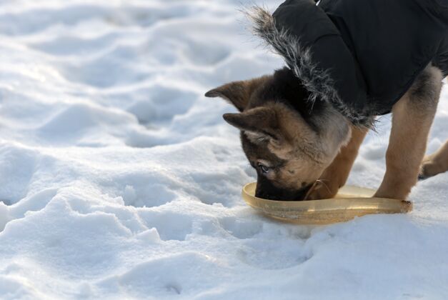 德国可爱的牧羊犬在冬天喝水自然肖像小狗