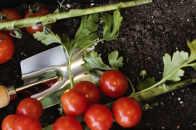 栽培西红柿与土壤和抹子俯视图土壤水平抹子