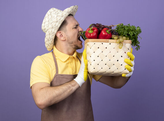 人年轻的园丁穿着连体衣 戴着帽子 戴着工作手套 手里拿着装满蔬菜的板条箱 准备咬站在紫色墙上的蔬菜咬着手套工人