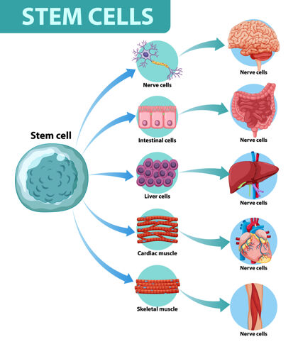 医学人类干细胞信息海报研究女性人物