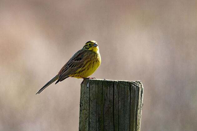 特写一只小鸟栖息在干燥的木头上的特写镜头动物鸟类自然