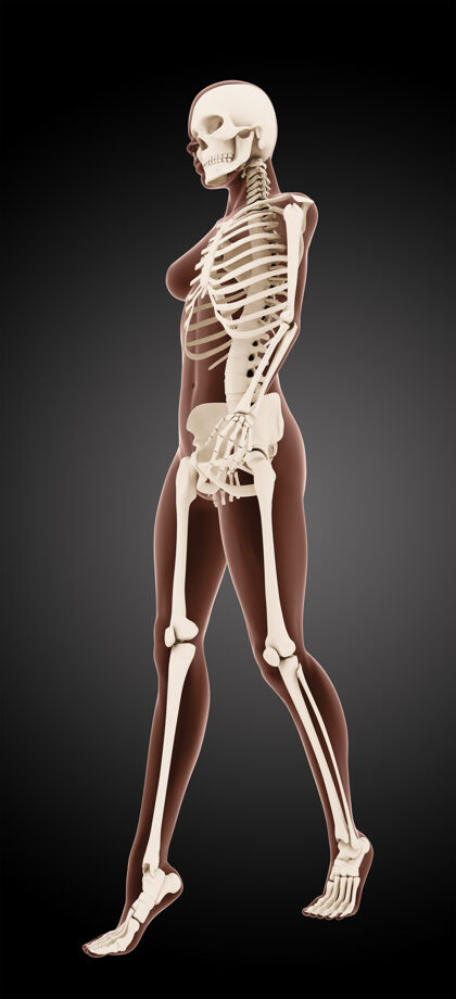 X光三维渲染的女性医疗骨骼行走骨骼脊柱生物学