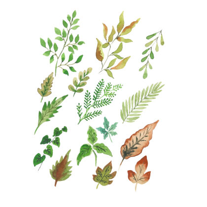 装饰手工水彩热带树叶系列收藏草药植物学