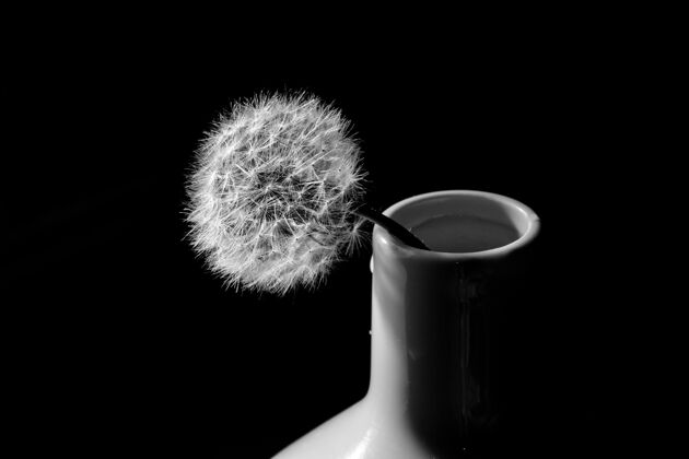 花瓶白色陶瓷花瓶中蒲公英的灰度照片风格花园细节